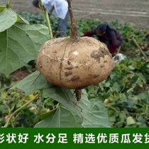 贵州现发新鲜凉薯10斤白地瓜脆甜多汁地萝卜番薯葛薯当季果蔬