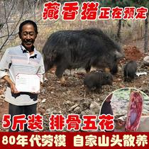 藏香猪农家山头散养一年新鲜现杀黑土猪肉小香猪 排骨五花肉5斤装