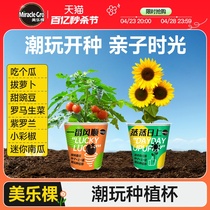 美乐棵潮玩杯樱桃番茄向日葵水果黄瓜种植杯植物盆栽儿童玩具礼物
