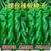 辣椒种子种苗子高产特大陇椒巨陇螺丝椒种籽四季阳台盆栽蔬菜种孑
