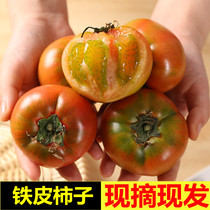 丹东铁皮草莓柿子5斤草莓西红柿绿腚火晶碱地甜409西红柿新鲜水果