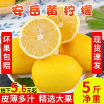 四川安岳黄柠檬新鲜水果皮薄多汁5斤包邮当季精选特产应季鲜果
