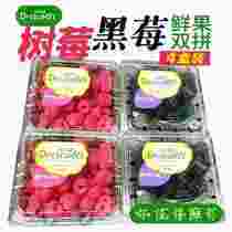 新鲜红树莓黑莓混合4盒鲜果云南省怡颗莓覆盆子稀有水果包邮顺丰