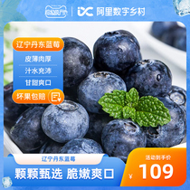 【数乡宝藏】辽宁丹东蓝莓10盒*125g新鲜当季水果包邮a