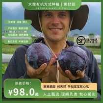 大理有机方式种植紫甘蓝新鲜卷心菜沙拉蔬菜椰菜健身生吃榨汁顺丰