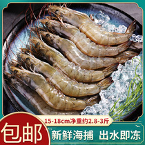 4斤青岛大虾鲜活速冻新鲜海鲜特大号白虾净重2.8-3斤基围虾水产