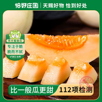 【恰好庄园】东方蜜甜瓜4.5斤现摘新鲜当季应季水果脆香瓜甜蜜