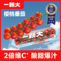 【一颗大】串番茄串收红樱桃番茄小西红柿水果小番茄生吃自然成熟