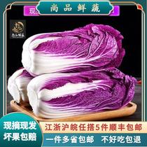 新鲜紫色大白菜紫白菜红白菜紫色包菜西餐蔬菜沙拉一颗500g左右
