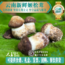 新鲜姬松茸菌鲜赤松茸蘑菇云南特产仿野生宝妈直营菌火锅食材煲汤