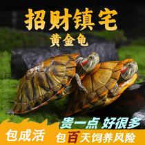 情侣巴西龟小乌龟观赏龟活物宠物龟幼龟两只招财黄金龟活体大水龟
