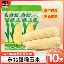 东北白甜糯玉米2023新货玉米粘米黏新鲜真空即食现摘玉米棒苞米