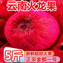 云南<em>红心火龙果</em>5斤新鲜热带水果当季整箱红色金都一号红龙果大果