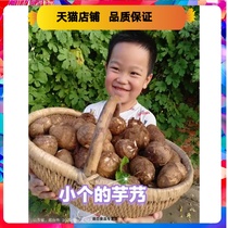 山东莱阳新鲜小芋头仔老品种毛芋头农家芋艿香芋宝宝辅食5斤包邮