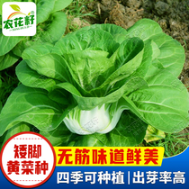 春季南京矮脚黄菜籽种子奶油白菜种孑籽大全四季小白菜籽蔬菜种子