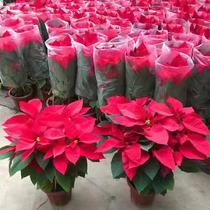特价一品红圣诞花多年落叶植物盆栽四季开花室内客厅净化空气