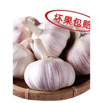 农家干大蒜头自种河南杞县特产10斤蒜头低价干蒜5斤新鲜白紫皮