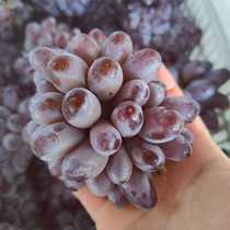 新鲜水果茉莉香无核葡萄紫甜葡萄现摘当季玫瑰香葡萄无籽小红提子