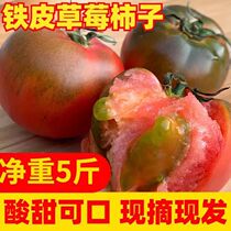 丹东草莓柿子水果西红柿5斤新鲜当季自然熟正宗铁皮柿子番茄顺丰