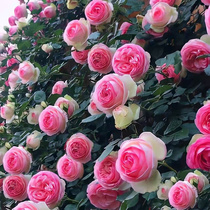 爬腾墙微花籽蔷薇爬藤月季苗花四季开花攀援花卉庭院植物玫瑰种子