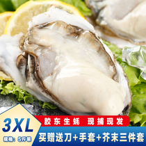 乳山生蚝鲜活特大带箱6斤新鲜海蛎子超大牡蛎海鲜水产批发