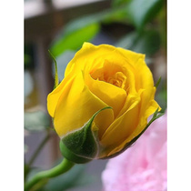 黄和平月季花大苗特大花浓香玫瑰苗阳台庭院盆栽四季观花绿植花卉