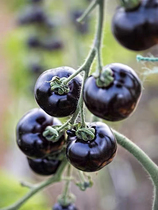 四季盆栽黑珍珠番茄种子黑宝石樱桃黑番茄黑美人水果迷你番茄种籽