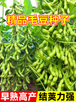特早熟毛豆种籽高产鲜食青豆黄豆毛豆种子四季夏季蔬菜种子孑大全