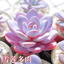 多肉植物【雪莲】粉色高端花卉桌面阳台装饰盆栽新款植物