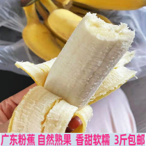 广东粉蕉当季新鲜水果现摘高州小米蕉苹果蕉芭蕉香蕉3斤自然熟
