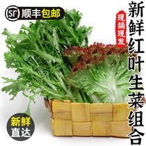 新鲜红叶苦菊组合 红叶生菜蔬菜组合  生菜生吃西餐沙拉食材 500g