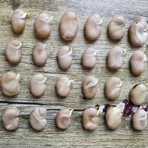 蚕豆种子5斤云南特产白皮生蚕豆农家自种胡豆可发芽晒干 蚕豆种籽