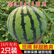 上海南汇8424西瓜正宗黑籽西瓜新鲜水果整箱当季农家特产现摘包邮