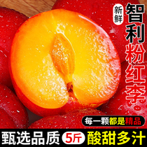 智利粉红李珠宝李5斤樱桃李子新鲜水果当季进口红布林鸡心李包邮