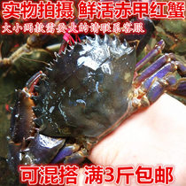 丹东东港特产赤甲红鲜活发货红甲子梭子蟹花盖蟹野生海蟹海鲜水产