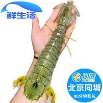4-7两1只可选 北京闪送 超大泰国鲜活富贵虾濑尿虾巨型皮皮虾活虾
