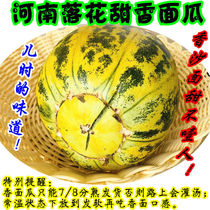 河南老品种花皮香瓜新鲜5斤八里香瓜花蕾脆甜瓜水果香面甜瓜包邮