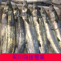 宁波石浦象山港蓝点串乌东海野生新鲜马鲛鱼鲅鱼川乌2-2.5斤一条