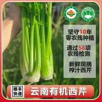 云南高原有机西芹4.5斤新鲜现摘无农药榨汁西洋芹沙拉炒菜带叶发