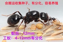 工匠收获蚁 蚂蚁活体蚂蚁宠物蚁后科普教育收获蚁新蚂蚁后