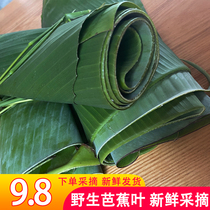 新鲜芭蕉叶广西农家野生香蕉叶做糍粑粽子糕点泰式包烧摆盘烤鸡包