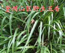 贵州特产农家新鲜野生山奈五香叶伍香牛瘪羊瘪增香酸汤鱼火锅配料