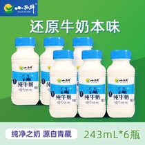 小西牛青海纯牛奶243ml*6瓶装营养补钙全脂原生态牧场新鲜早餐奶