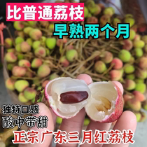 新鲜三月红荔枝广东荔枝孕妇酸甜应季水果现货现摘整箱 夏季水果