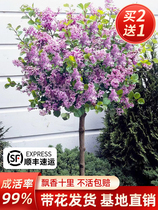 欧洲紫丁香花树苗灌木盆栽户外北方室外庭院绿植耐寒花卉四季开花
