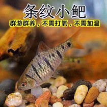 中国斗鱼伴侣条纹小鲃活体二须鲃耐寒冷水原生鱼溪流鱼群游观赏鱼