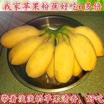 香蕉新鲜当季水果自然熟苹果粉蕉5斤整箱包邮海南小米大芭焦皇帝