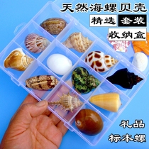 天然标本螺贝壳海螺海星礼盒海洋生物科普材料套装幼儿园儿童幼教