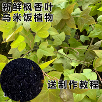 广西五色糯米饭天然植物染料乌米饭染料枫叶新鲜枫叶黑色染料