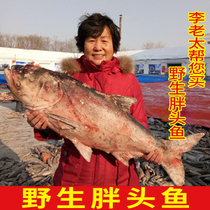 冬捕胖头鱼冷水淡水鱼鳙鱼鲢鱼5-30斤大头鱼礼盒查干湖小镇发货